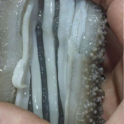 即食海参大连刺参底播野生真空冷冻即食海参免泡发非干货顺丰发货图2
