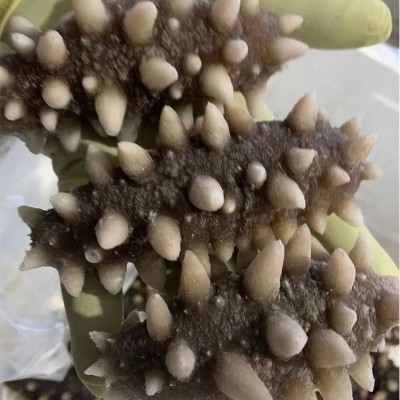 即食海参大连刺参底播野生真空冷冻即食海参免泡发非干货顺丰发货图4