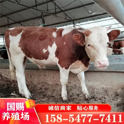 改良肉牛犊 西门塔尔牛养殖场小牛犊活体牛犊子繁殖种牛活牛价格图4