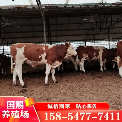 改良肉牛犊 西门塔尔牛养殖场小牛犊活体牛犊子繁殖种牛活牛价格图2