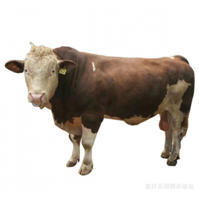 改良肉牛犊 西门塔尔牛养殖场小牛犊活体牛犊子繁殖种牛活牛价格图5