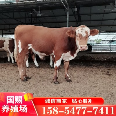 改良肉牛犊 西门塔尔牛养殖场小牛犊活体牛犊子繁殖种牛活牛价格图3