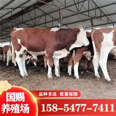改良肉牛犊价格繁殖母牛西门塔尔牛改良五元杂交牛鲁西黄牛改良图4