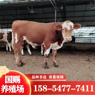 改良肉牛犊价格繁殖母牛西门塔尔牛改良五元杂交牛鲁西黄牛改良图2
