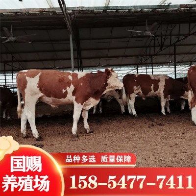 改良肉牛犊价格繁殖母牛西门塔尔牛改良五元杂交牛鲁西黄牛改良图3