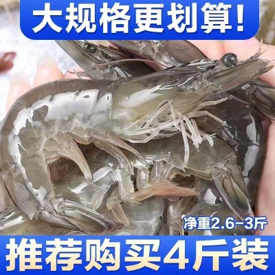 大虾青岛大海虾鲜活冷冻白虾对虾新鲜海捕海鲜厂家直销代发亚马逊图3