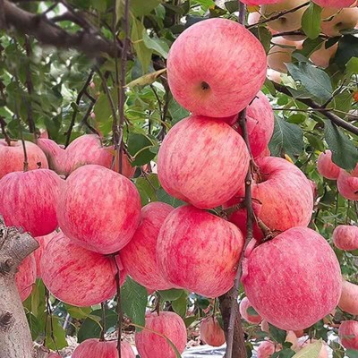 【全年供应】山东烟台红富士苹果生鲜水果新鲜应季脆甜整箱批发