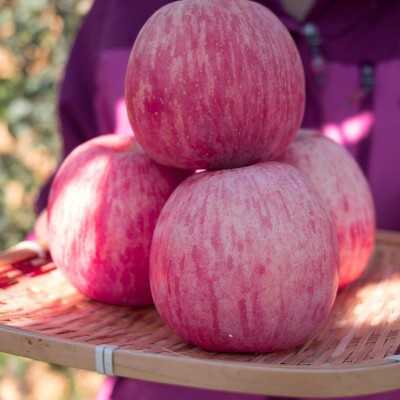 【全年供应】山东烟台红富士苹果生鲜水果新鲜应季脆甜整 箱批发