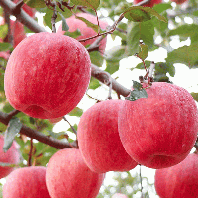 新鲜红富士苹果10斤烟台红富士苹果应季水果整箱农产品苹果批发