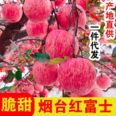【全年供应】山东烟台红富士苹果应季生鲜水果冰糖心脆甜 整箱批发