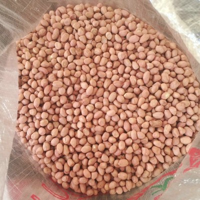 山东小白沙花生 散装花生米榨油花生厂家专用 红皮花生米批发图4