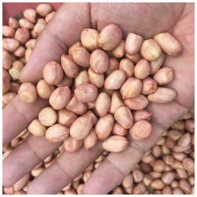 山东小白沙花生 散装花生米榨油花生厂家专用 红皮花生米批发图5