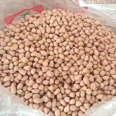 山东小白沙花生 散装花生米榨油花生厂家专用 红皮花生米批发图3