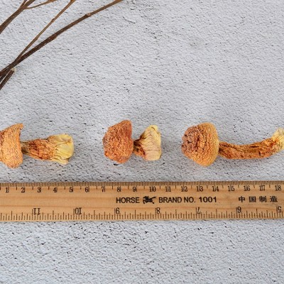 福建新货姬松茸 云南姬松茸干货 食用野生菌香菇500克散装批发图5