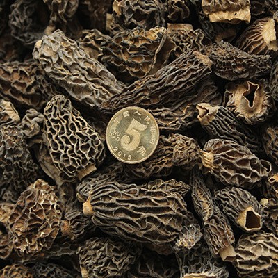 山礼然云南羊肚菌干货 批发汤料食用菌羊肚菌菇整菇 全剪柄羊肚菌图4