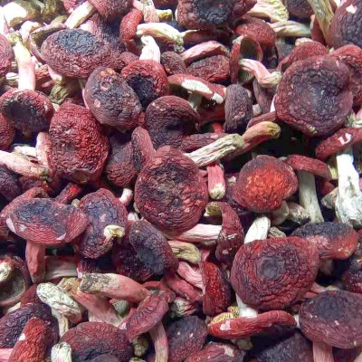 山礼然批发云南大红菇干货 食用菌 红菇丁 紫菇 云南干制红菇现货图4