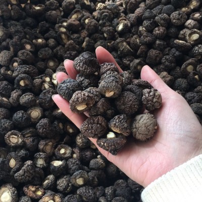 金钱菇干货1.5-2cm 珍珠菇香菇 小香菇冬菇散装厂家批发礼品年货图3