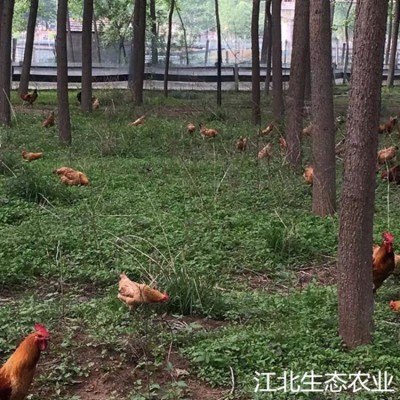 【50枚装】苏北农村散养土鸡蛋农家新鲜柴草鸡蛋一件代发中通包邮图5