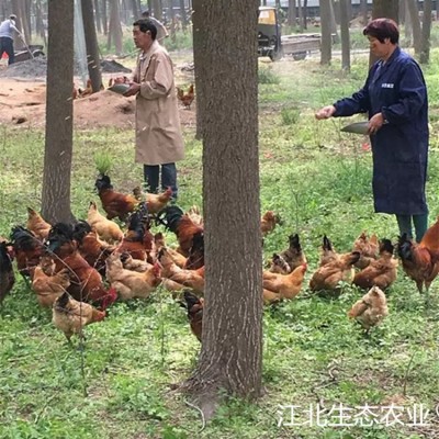 【30枚装土鸡蛋】苏北农村土鸡蛋新鲜柴笨草鸡蛋专业中通一件代发图3