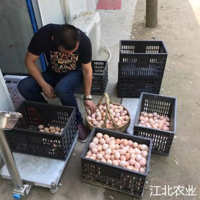 【30枚装土鸡蛋】苏北农村土鸡蛋新鲜柴笨草鸡蛋专业中通一件代发图4