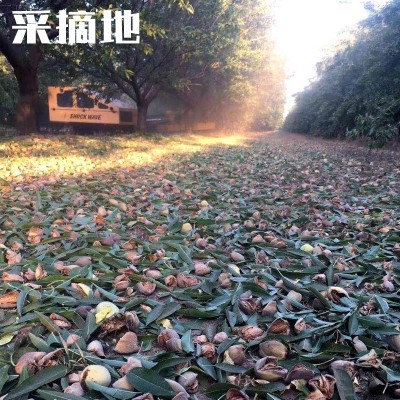 NPX级巴旦木原味无壳坚果 厂家直批整箱45.36斤原料果仁烘焙餐饮图3