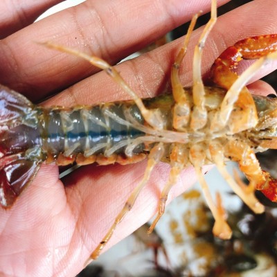 湖北监利生态小龙虾 洪湖鲜活淡水龙虾苗 散售虾苗图3
