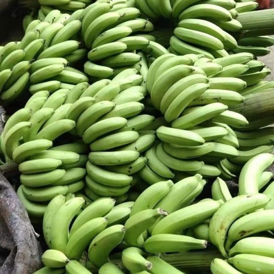 广西农家香甜香蕉5/9斤 现割发货生鲜水果banana微商社区一件代发图3
