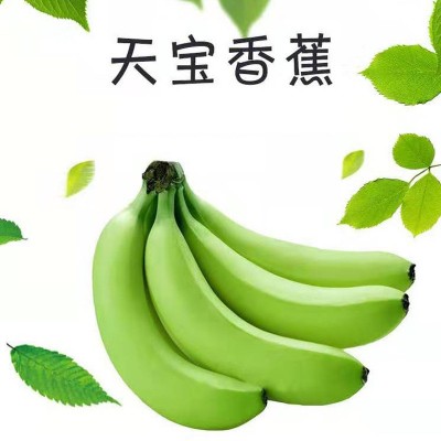 包邮广西/漳州天宝香蕉5/10斤新鲜现割发货水果青黄皮香蕉代发图2
