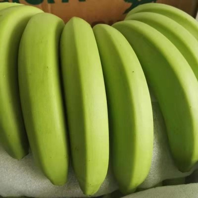 包邮广西/漳州天宝香蕉5/10斤新鲜现割发货水果青黄皮香蕉代发图5