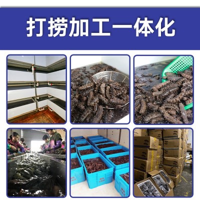 一手货源大连辽刺身高压即食海参板冻系列15头批发酒店佛跳墙从德图3