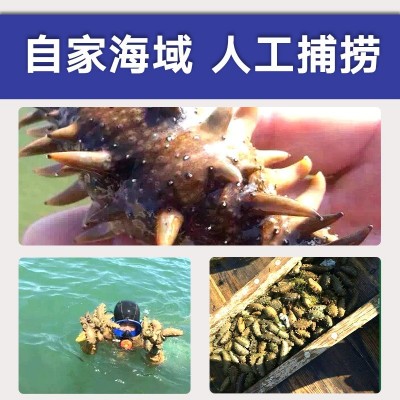一手货源大连辽刺身高压即食海参板冻系列15头批发酒店佛跳墙从德图2