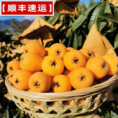顺丰四川攀枝花米易枇杷大凉山枇杷大五星枇杷新鲜采大五星枇杷图2