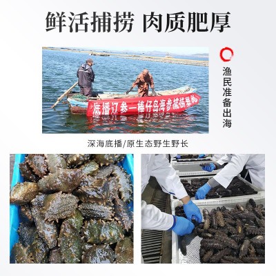 大连特产淡干海参大连海参水产干货辽参刺参小海参批发500g图4
