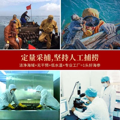 大连淡干海参 海参干货 野生海参 破肚开口参 非即食速发海参250g图2