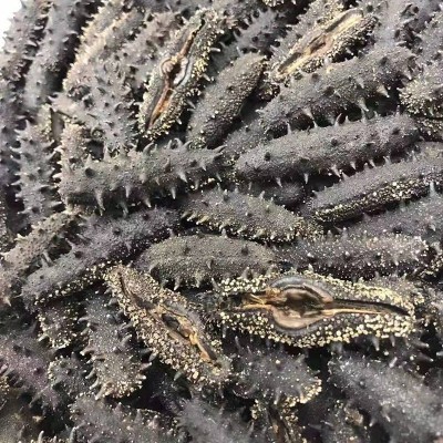 开口参30-80规格 大连海参干货淡干海参全开口参辽刺参批发代发图5
