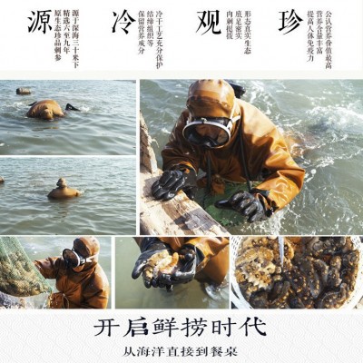 半干海参 3A 大连海参盐干辽非即食海参干货500克拉缸盐海参批发图2