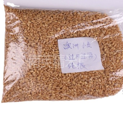 优良饲料小麦出售 啤酒小麦批发 膨化食品厂原料 五谷杂粮图5