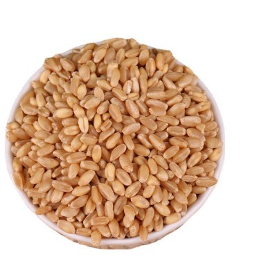 小麦仁过风过筛 五谷杂粮 小麦仁去皮麦仁 袋装 农家饲料小麦图5