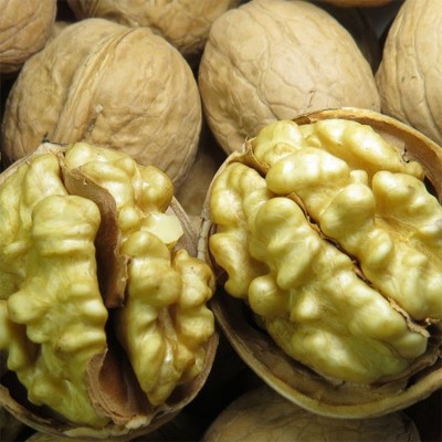 批发新疆核桃500g阿克苏185纸皮核桃原味手捏即开坚果零食一件代图4