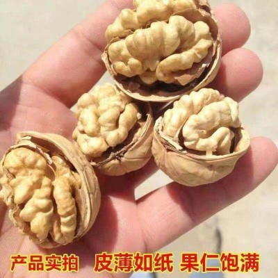 批发新疆核桃500g阿克苏185纸皮核桃原味手捏即开坚果零食一件代图3