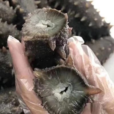 明尊8A级大连即食海参 大连鲜食刺参 工厂直营批发即食海参500g图2