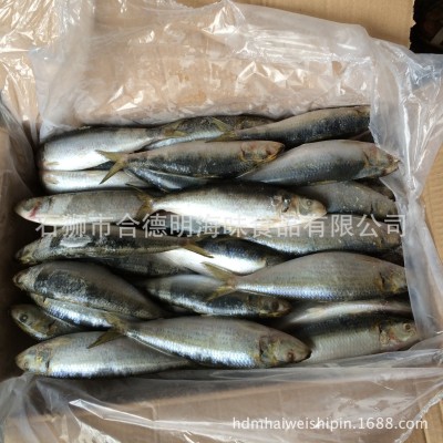 新上市灯光捕捞沙丁鱼 钓饵用 市场用鳁鱼 质优 120g图3