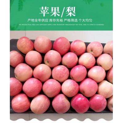 当季新鲜红富士苹果 自家果园现摘现发孕妇水果应季批发脆甜多汁图3