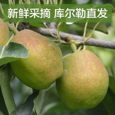 香梨图2