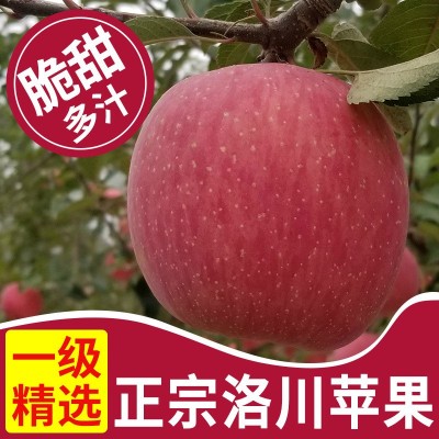 产地直发陕西延安洛川红富士苹果5斤/10斤脆甜新鲜水果一件代发图3
