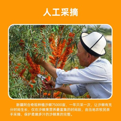 新疆阿合奇大果深秋红沙棘果子棘鲜丰沙棘原浆1吨厂家直销图4