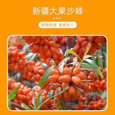新疆阿合奇大果深秋红沙棘果子棘鲜丰沙棘原浆1吨厂家直销图2