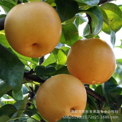 山东烟台莱阳丰水梨 非秋月梨水果产地脆梨 微商代理一件代发梨子图4