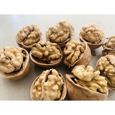 新货新疆特产阿克苏185纸皮核桃手剥大原味孕妇儿童坚果500g图5