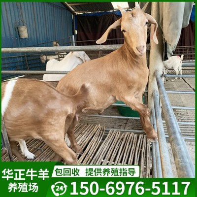 南疆黄羊亚洲黄羊纯种江南黄羊种公羊南江黄羊的羊苗哪里可以买到图3